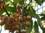 Xem ăn chơi - Loại cây xưa đầy không ai quan tâm, giờ trở thành đặc sản bán với giá cao, nhất là lá