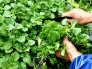 Tiêu dùng - Loại rau xưa không thèm hái, nay là đặc sản ngon nổi tiếng người giàu tranh nhau mua, giá 100.000đồng/kg