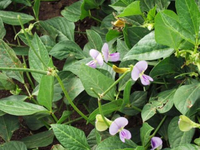 Loại lá xưa bỏ đi, giờ thành đặc sản được nhiều người ưa chuộng, có tiền cũng khó mua được