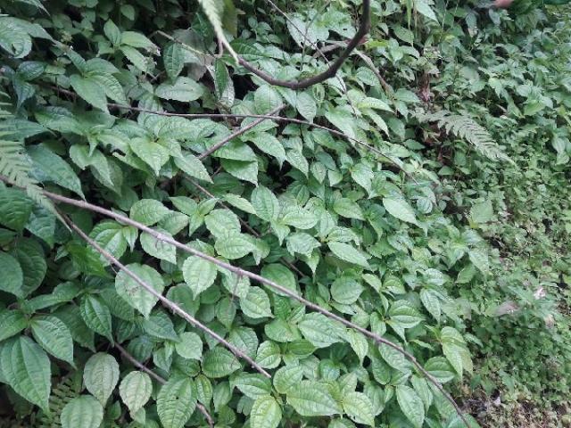 Loại rau dại xưa ăn chống đói nay thành đặc sản nổi tiếng ở phố thị, người giàu tìm mua