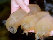 Tiêu dùng - Đặc sản ở Việt Nam được ví như "thần dược phòng the", đang cháy hàng dịp Tết 2022