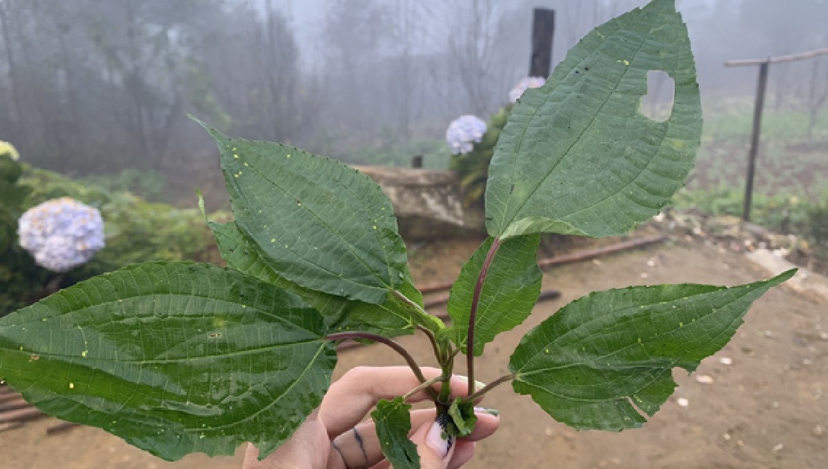 Loại rau dại xưa ăn “chống đói” nay thành đặc sản nổi tiếng ở phố thị, người giàu tìm mua - 1