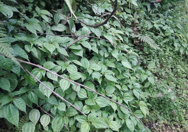 Rau pạ phì là một đặc sản nổi tiếng ở Y Tý (một xã vùng cao của huyện Bát Xát, cách Thành Phố Lào Cai)