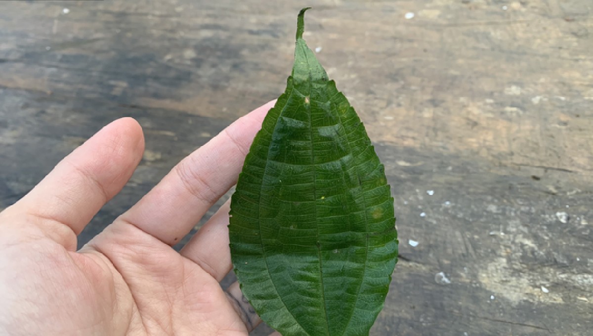 Loại rau dại xưa ăn “chống đói” nay thành đặc sản nổi tiếng ở phố thị, người giàu tìm mua - 2