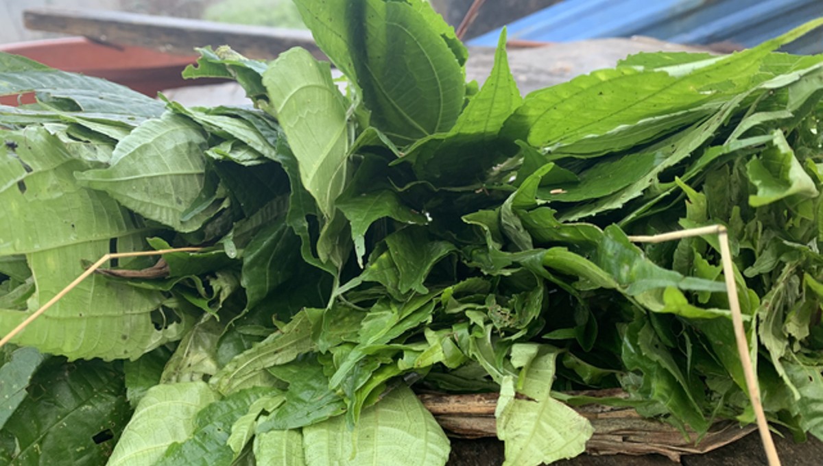 Pạ phì là loại rau quen thuộc của đồng bào Hà Nhì Đen.