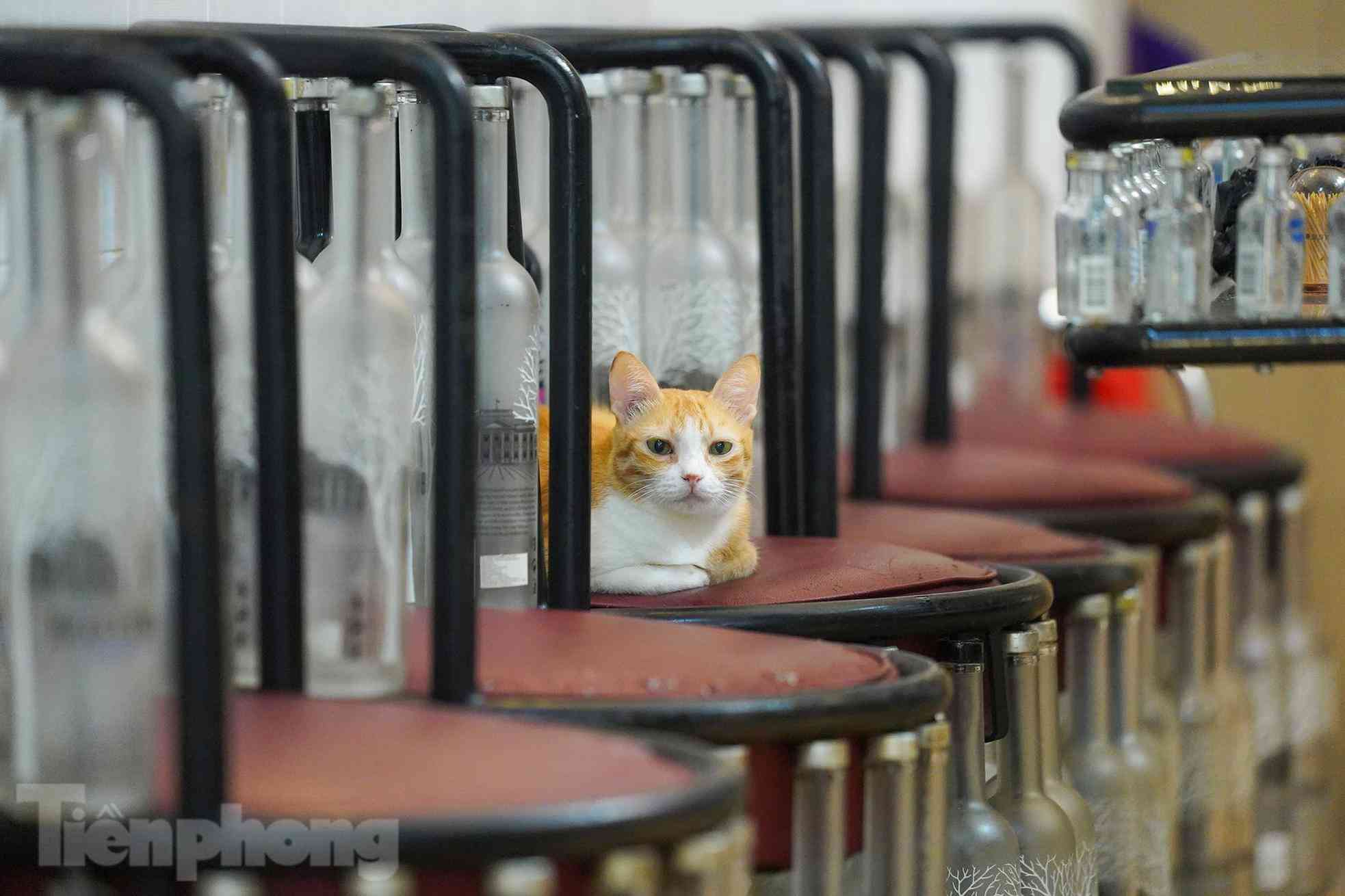 Chủ nhân ngôi nhà chai lọ với bài học tái chế, bảo vệ môi trường - 6