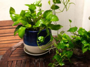 Nhà đẹp - Trầu bà là loại cây không cần ánh sáng, để trong bóng râm sẽ phát triển bùng nổ