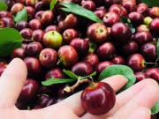 Xem ăn chơi - Loại quả xưa đầy không ai hái, giờ thành đặc sản 80.000/kg, vừa ăn vừa uống, tốt cho sức khỏe