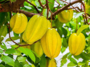 Sức khỏe - Tác dụng của quả khế và những tác dụng phụ có thể xảy ra khi ăn khế