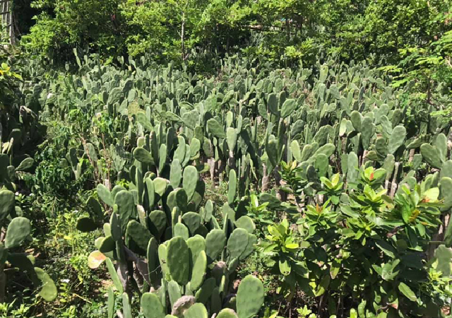 Cây xương rồng chắc hẳn không còn xa lạ với nhiều người.