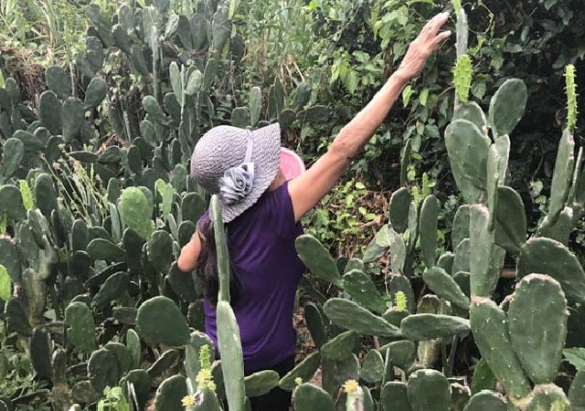 Người dân xứ Quảng trồng xương rồng làm rau ăn và bán.