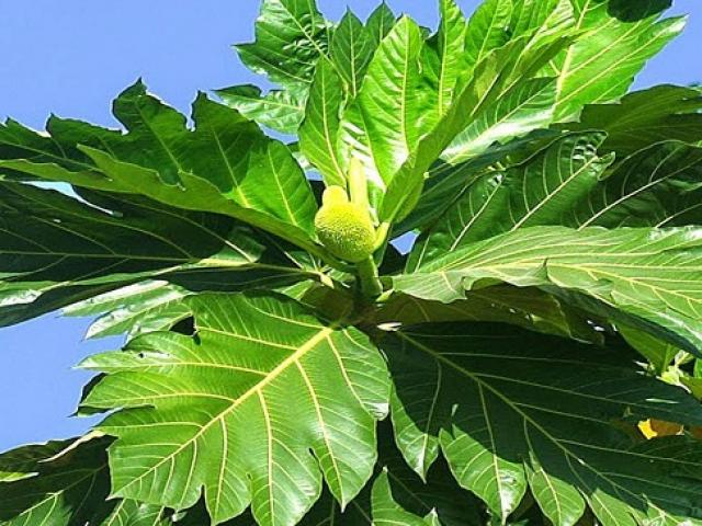 Loại lá có đầy không ai thèm hái, giờ được nhiều người tìm mua vì công dụng tuyệt vời, 120.000/kg