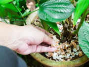 Nhà đẹp - 2 loại vỏ này chứa nhiều "phốt pho và kali" tự nhiên, dùng tưới cây, hoa sẽ tuôn như suối