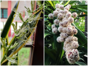 Nhà đẹp - 3 loại cây cực hiếm khi ra hoa, nở tới đâu gọi tiền về tới đó