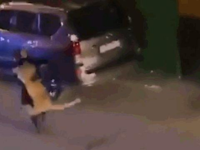 Clip Eva - Clip: Người phụ nữ dùng tay không bế sư tử sổng chuồng trên phố