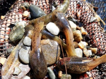 Những món ăn Việt Nam đáng sợ nhất trong mắt du khách, nhiều người phát khóc khi nếm thử