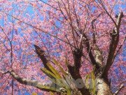 Xem ăn chơi - Hoa anh đào bung nở tạo nên một tuyệt phẩm ở miền Tây xứ Nghệ