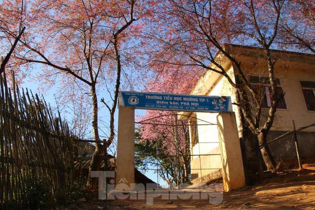 Những ngày này, trường Tiểu học Mường Típ 1 (điểm bản Phà Nọi, xã Mường Típ, huyện Kỳ Sơn, Nghệ An), như chìm trong sắc hồng từ những gốc anh đào cổ thụ. Những hàng anh đào bung nở tạo nên khung cảnh rực rỡ, như một tuyệt phẩm ở miền Tây xứ Nghệ. img src/upload/1-2022/images/2022-01-07/1641523472-0baf3d2912392c94b16f60163261be85.jpg width660 /
