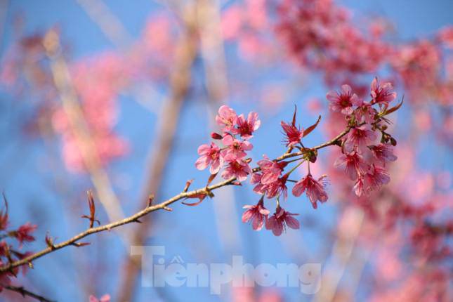 Hoa anh đào bung nở tạo nên một tuyệt phẩm ở miền Tây xứ Nghệ - 4
