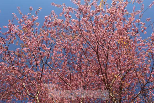 Thầy Nguyễn Quốc Trí - Hiệu trưởng Trường Tiểu học 1 Mường Típ cho biết: Toàn trường có 181 học sinh, chủ yếu là con em đồng bào dân tộc H’Mông. Vào dịp cuối năm, hoa đào ở đây bung nở rất đẹp. Nếu gặp thời tiết lạnh thì thời gian hoa sẽ kéo dài hơn”. img src/upload/1-2022/images/2022-01-07/1641523473-4e73bf6e5ebcae64de7d6d2b6f8e5f1e.jpg width660 /