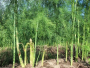 Xem ăn chơi - Loại rau xưa không có, giờ trở thành đặc sản giá 100.000/kg, chị em thi nhau mua về ăn