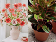 Nhà đẹp - Bàn thờ cuối năm nên đặt loại cây này, sang năm gia chủ phất lên như diều gặp gió