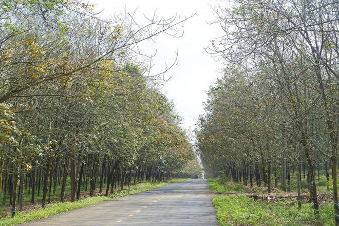Có một Bà Rịa-Vũng Tàu đẹp mơ màng mùa cao su thay lá - 3