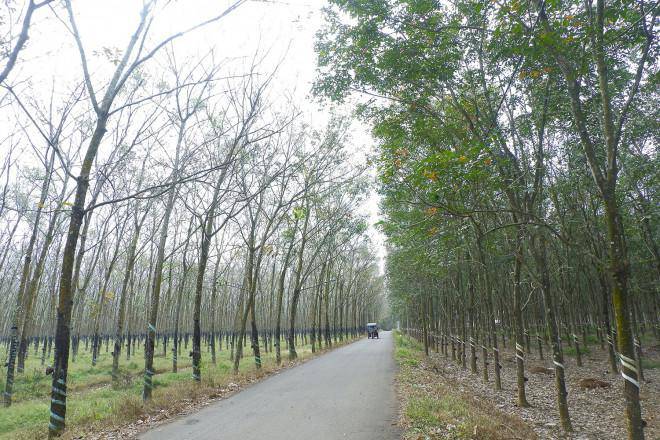 Con đường vô tình như bị chia ra làm hai bởi hai mảng rừng cao su: một đang thay lá và một đã thay xong. img src/upload/1-2022/images/2022-01-08/1641610502-be1a0743b9cef56d2c11e57299ad315f.jpg width660 /