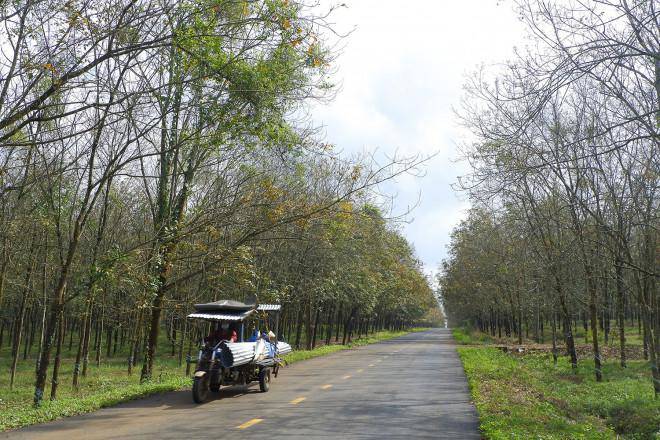 Có một Bà Rịa-Vũng Tàu đẹp mơ màng mùa cao su thay lá - 7