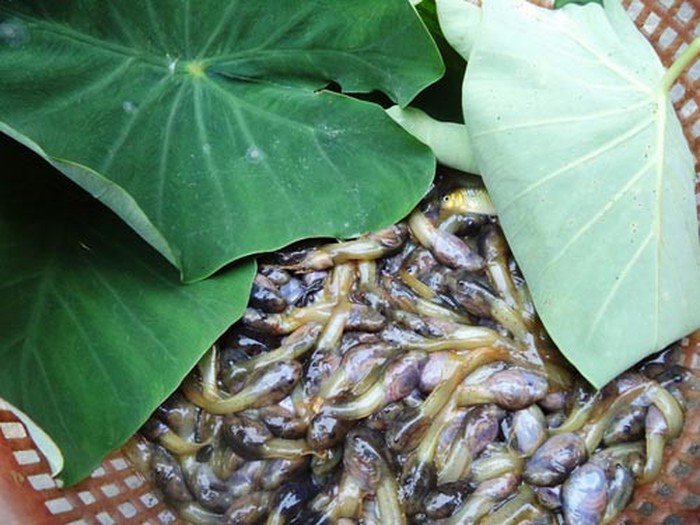 Khiếp hãi với đặc sản độc nhất chỉ có ở Thanh Hóa, không mấy ai được thưởng thức - 1