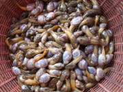 Xem ăn chơi - Khiếp hãi với đặc sản độc nhất chỉ có ở Thanh Hóa, không mấy ai được thưởng thức