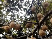Tiêu dùng - Xôn xao cây sầu riêng cổ thụ "siêu mắn" ra quả trĩu trịt như "con đàn cháu đống"