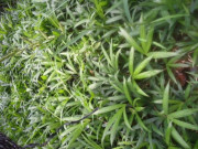 Tiêu dùng - Loại cây mọc dại ai cũng nghĩ không ăn được, ngờ đâu là đặc sản ngon nức tiếng 120.000đồng/kg
