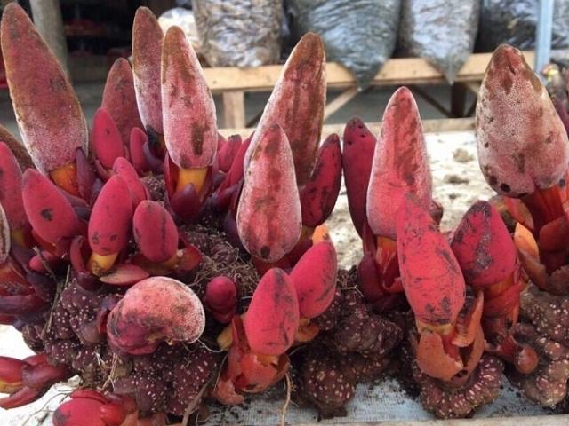 Loại nấm có tên gọi độc lạ lại toát ra mùi hôi, chị em thi nhau mua về dùng, 320.000/kg