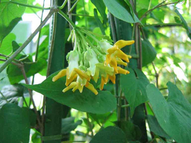 Những năm gần đây, hoa thiên lý trở thành thứ đặc sản được người dân thành phố tìm mua