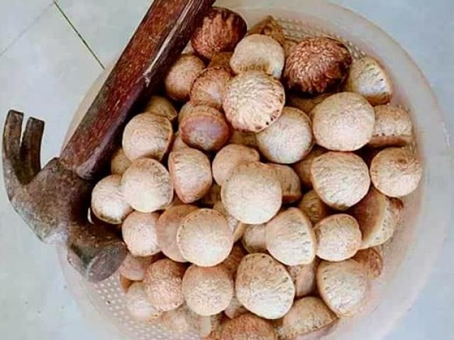 Quả dại không ai nhòm ngó giờ thành đặc sản chỉ có ở Nghệ An, đắt khách như tôm tươi - 2