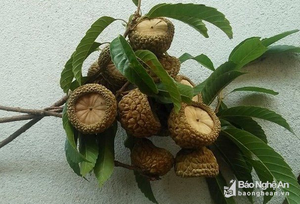 Quả dại không ai nhòm ngó giờ thành đặc sản chỉ có ở Nghệ An, đắt khách như tôm tươi - 1