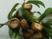 Xem ăn chơi - Quả dại không ai nhòm ngó giờ thành đặc sản chỉ có ở Nghệ An, đắt khách như tôm tươi