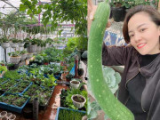 Nhà đẹp - Mẹ đảm Hà Nội vác 5 tấn đất lên tầng 6, làm vườn sân thượng 60m2 đầy ắp rau trái