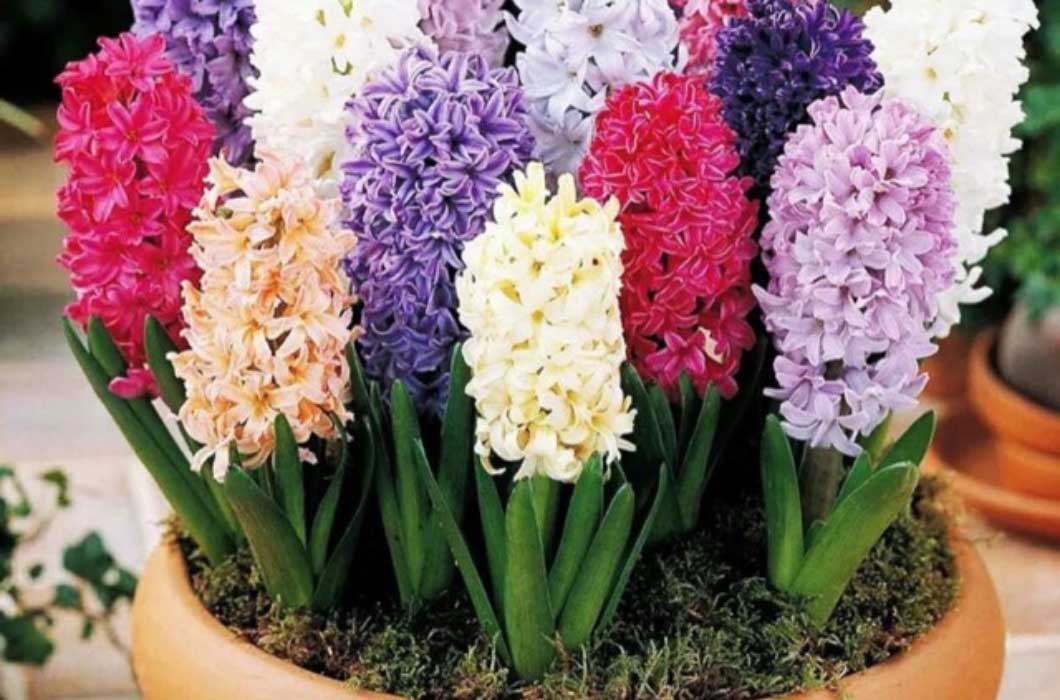 Năm mới chơi hoa gì vừa hút lộc, lâu tàn, giá lại rẻ? - 14