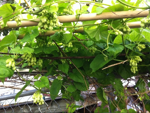 Dàn hoa thiên lý được xem là hình ảnh quen thuộc ở vùng nông thôn Việt Nam