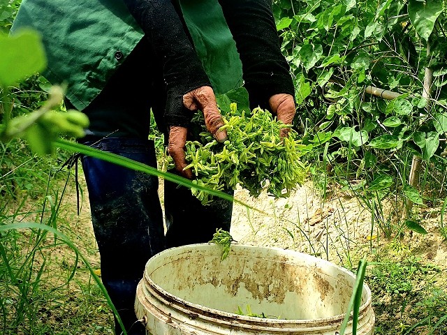 Loại cây xưa trồng làm hàng rào bất ngờ thành đặc sản ở phố thị, 110.000đồng/kg chị em amp;#34;săn lùngamp;#34; - 4