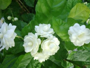 Năm mới chơi hoa gì vừa hút lộc, lâu tàn, giá lại rẻ?