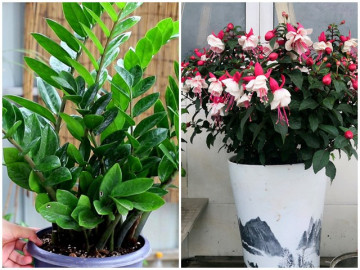 Sắp Tết, đi mua cây cảnh nhớ tránh 7 loại cây này kẻo bị lỗ nặng