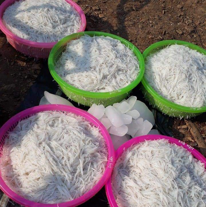 Cá ngần tươi rói vừa được đánh bắt lên