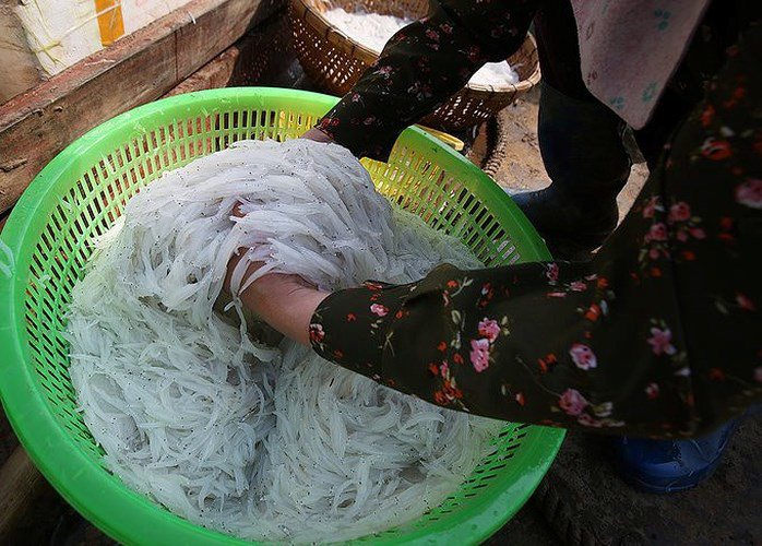 Đến mùa cá ngần, người dân lại nô nức đi đánh bắt