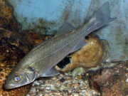 Tiêu dùng - Loài cá tạp ít ai để ý, nhưng trong bụng chứa thứ quý như vàng