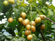 Xem ăn chơi - Loại quả xưa chín rụng đầy gốc, giờ thành đặc sản chị em ưa chuộng, công dụng tuyệt vời