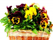 Eva tám - Trắc nghiệm tâm lý: Giỏ hoa đẹp nhất tiết lộ bạn sẽ gặp quý nhân hay tiểu nhân