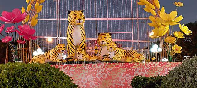 Chú hổ to nhất đàn đang đứng, những chú hổ còn lại đều nằm và tất cả cùng nhìn về một hướng.